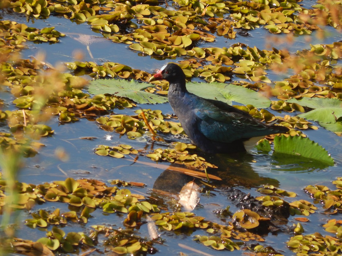 Purple Gallinule - ML624857568