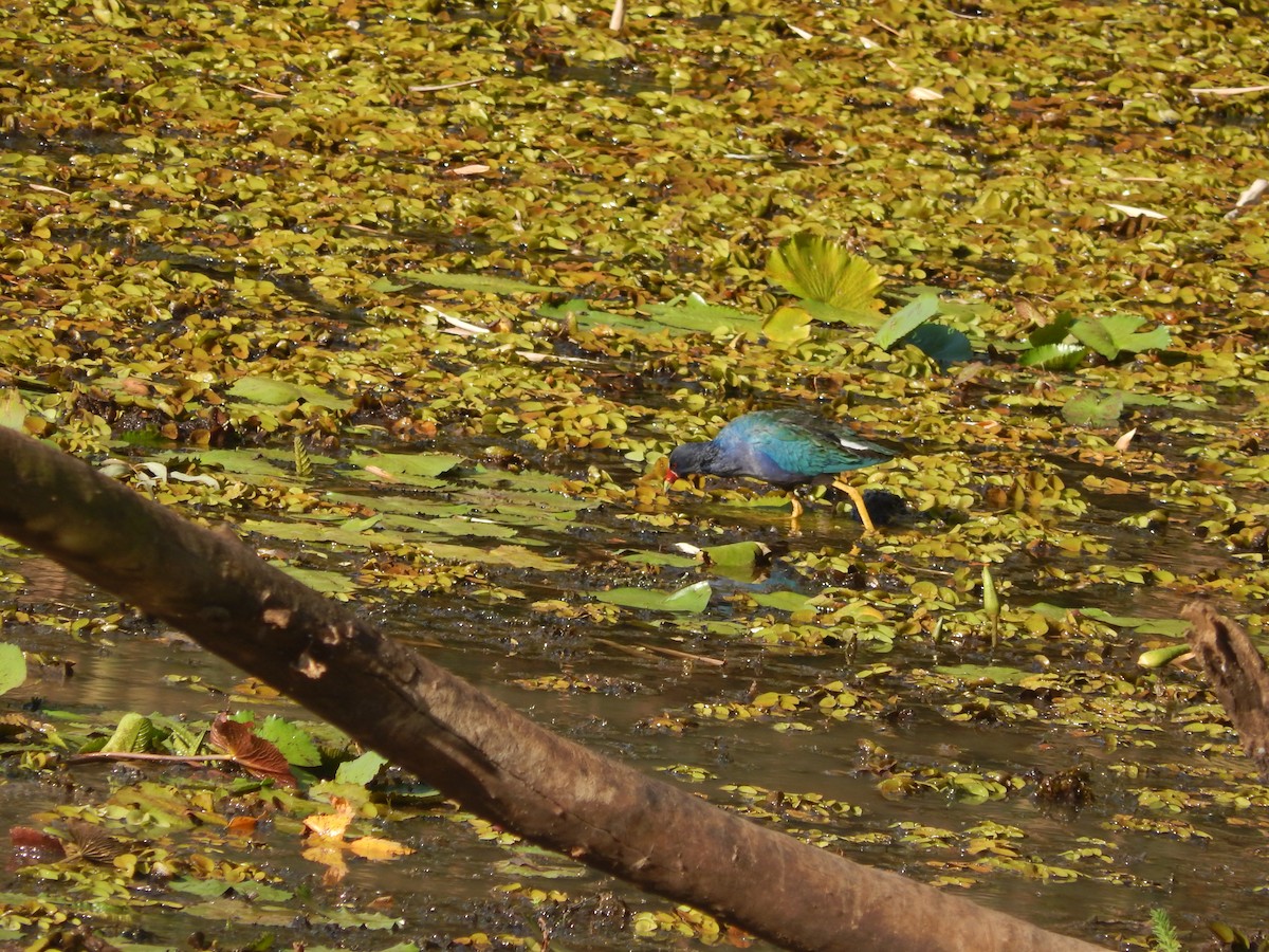 Purple Gallinule - ML624857570