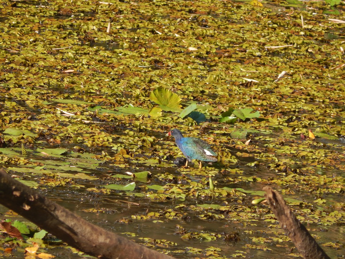 Purple Gallinule - ML624857572