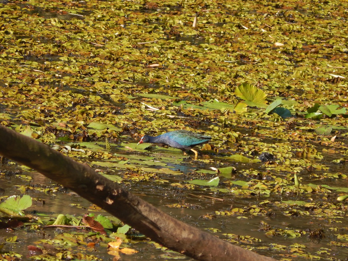 Purple Gallinule - ML624857574