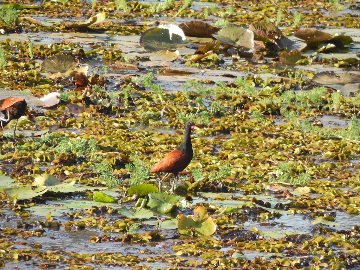 Wattled Jacana - ML624857635