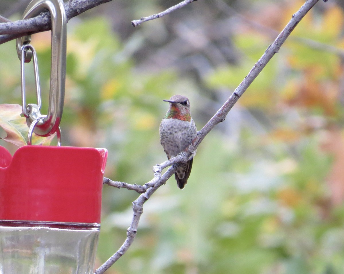 Anna's Hummingbird - ML624857707