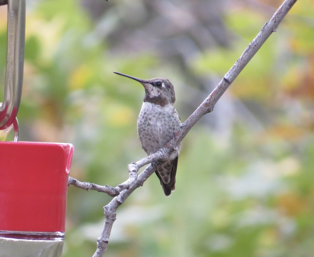 Anna's Hummingbird - ML624857712