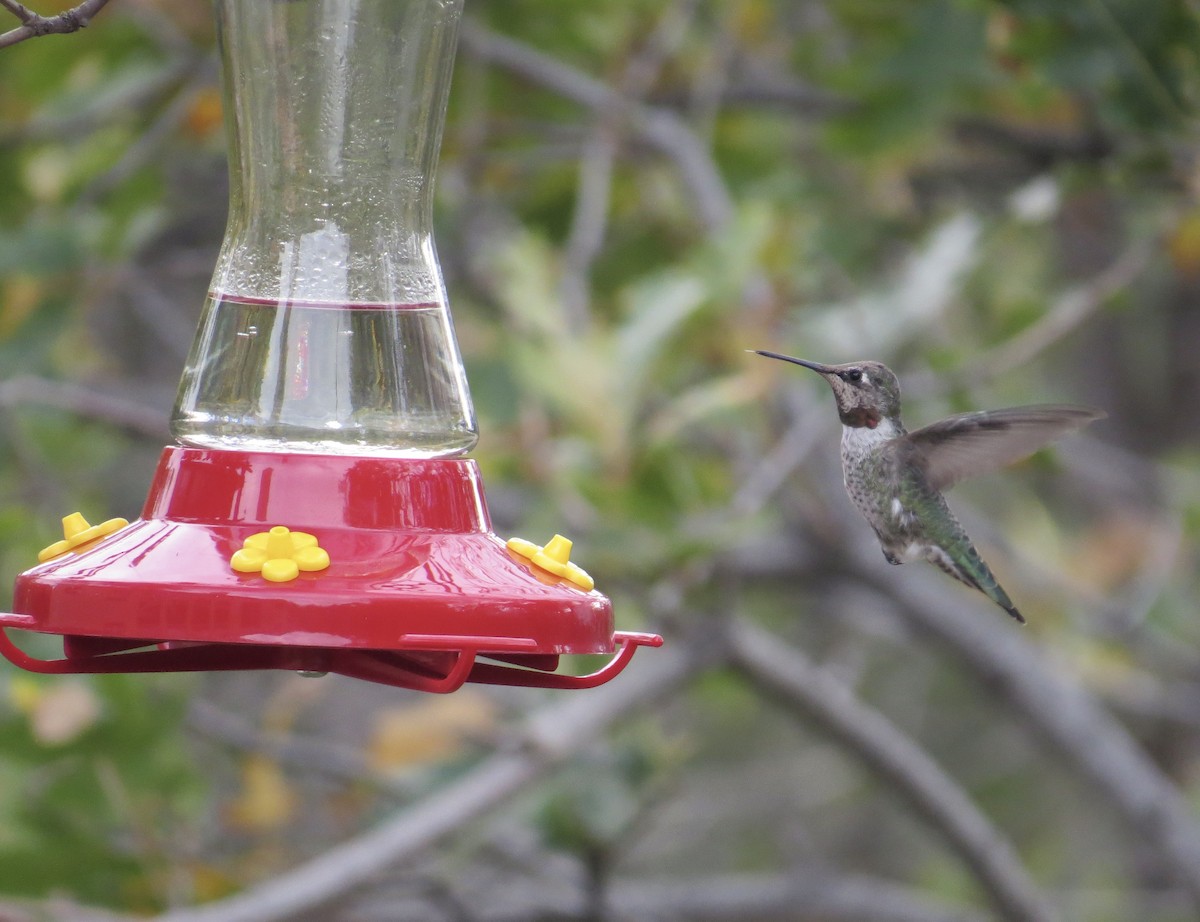 Anna's Hummingbird - ML624857713