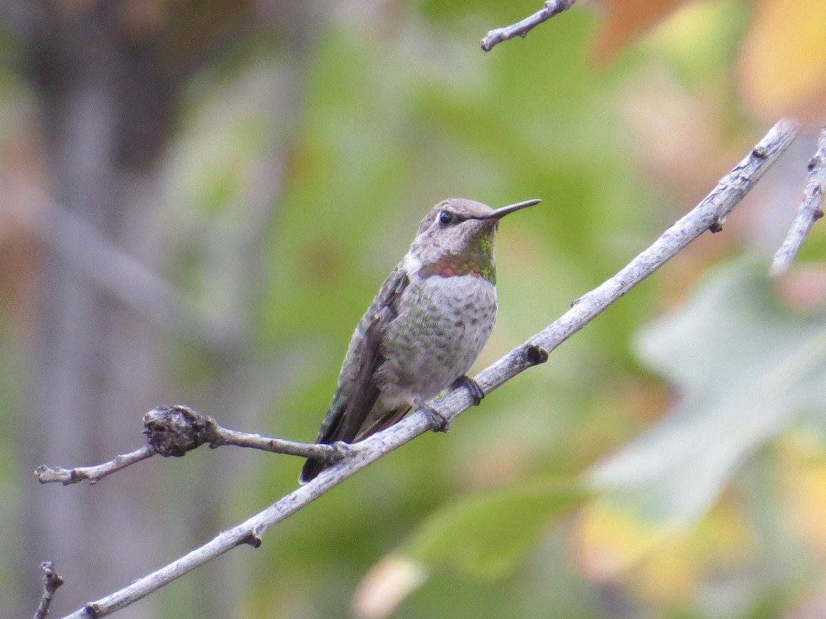 Anna's Hummingbird - ML624857717