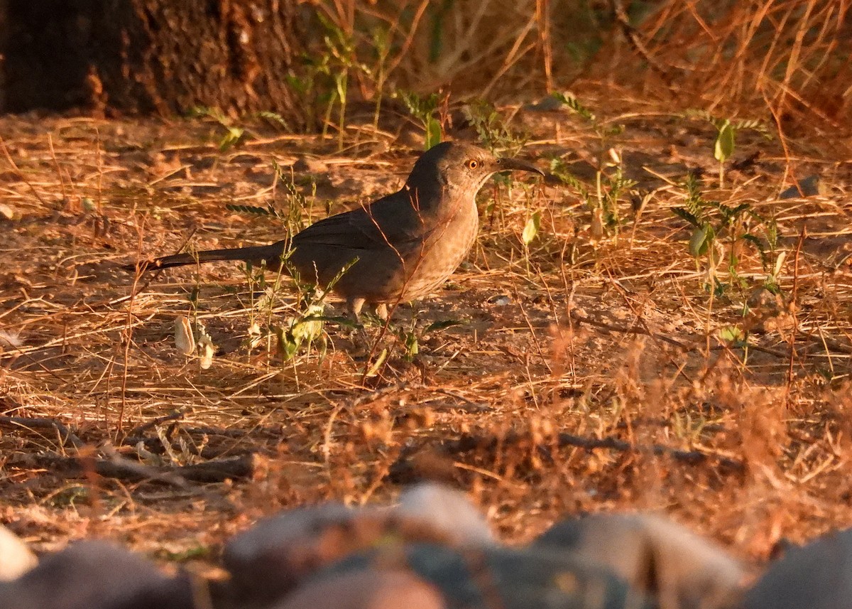 Curve-billed Thrasher - ML624857755