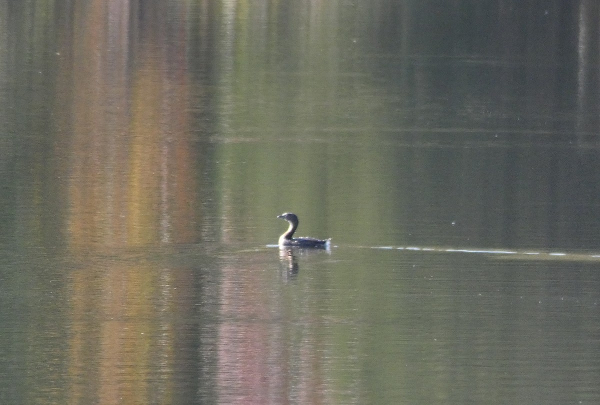 Pied-billed Grebe - ML624857807
