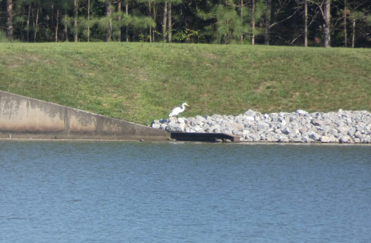 Great Egret - ML624857820
