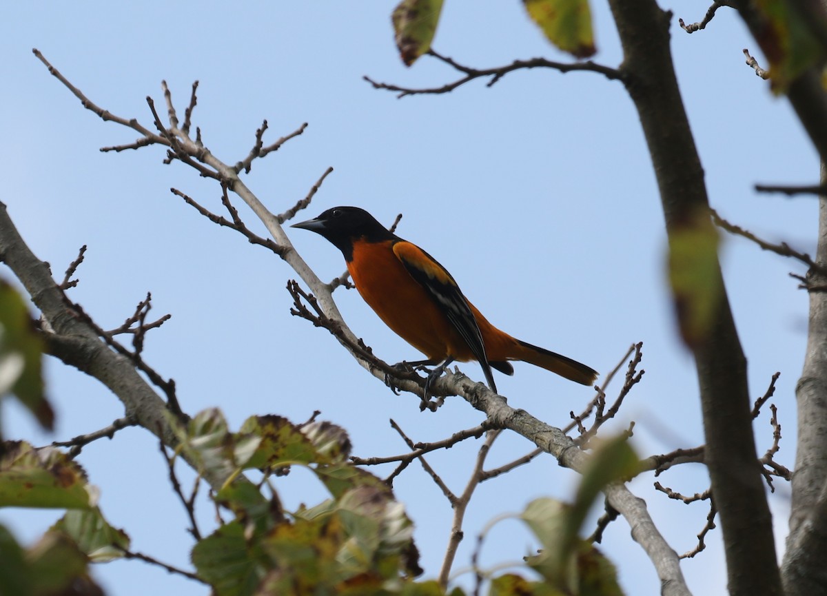Baltimore Oriole - ML624857834
