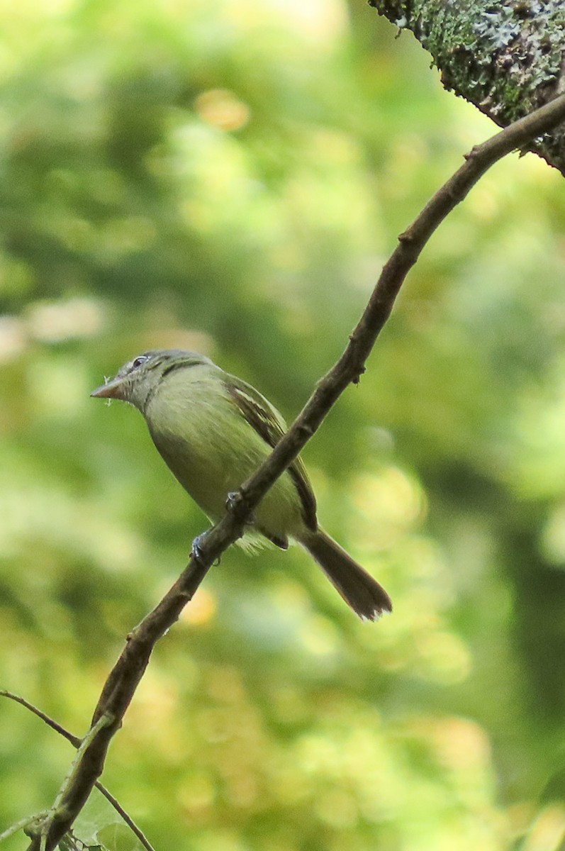 Yellow-olive Flatbill - ML624857980