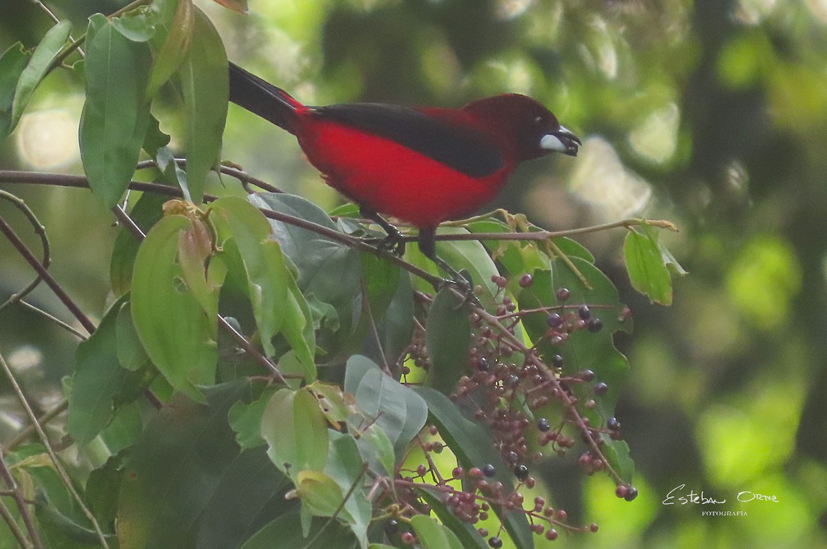 Crimson-backed Tanager - ML624858005