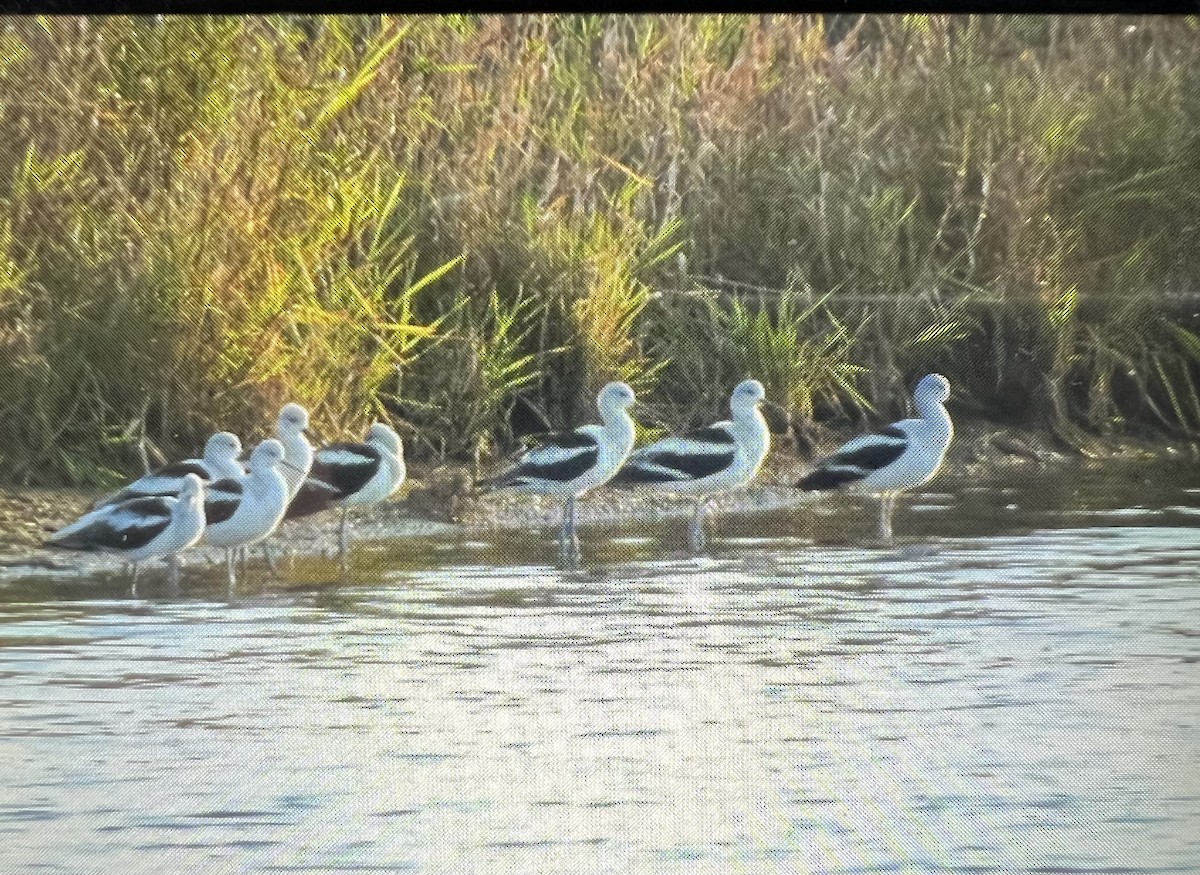 tenkozobec americký - ML624858048