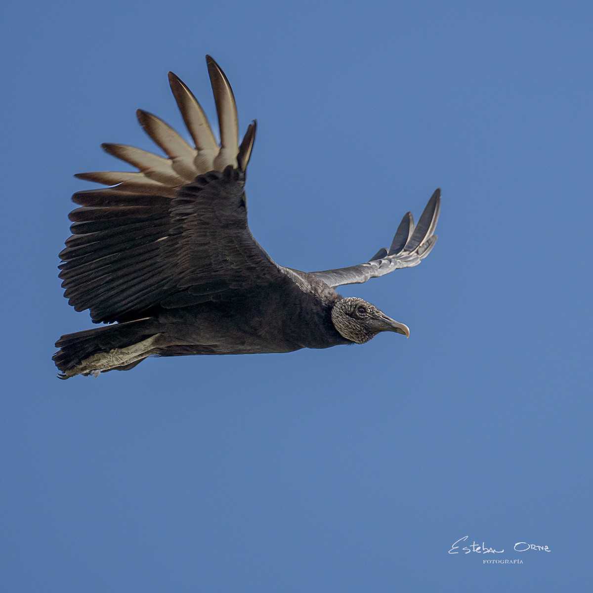 Black Vulture - ML624858063