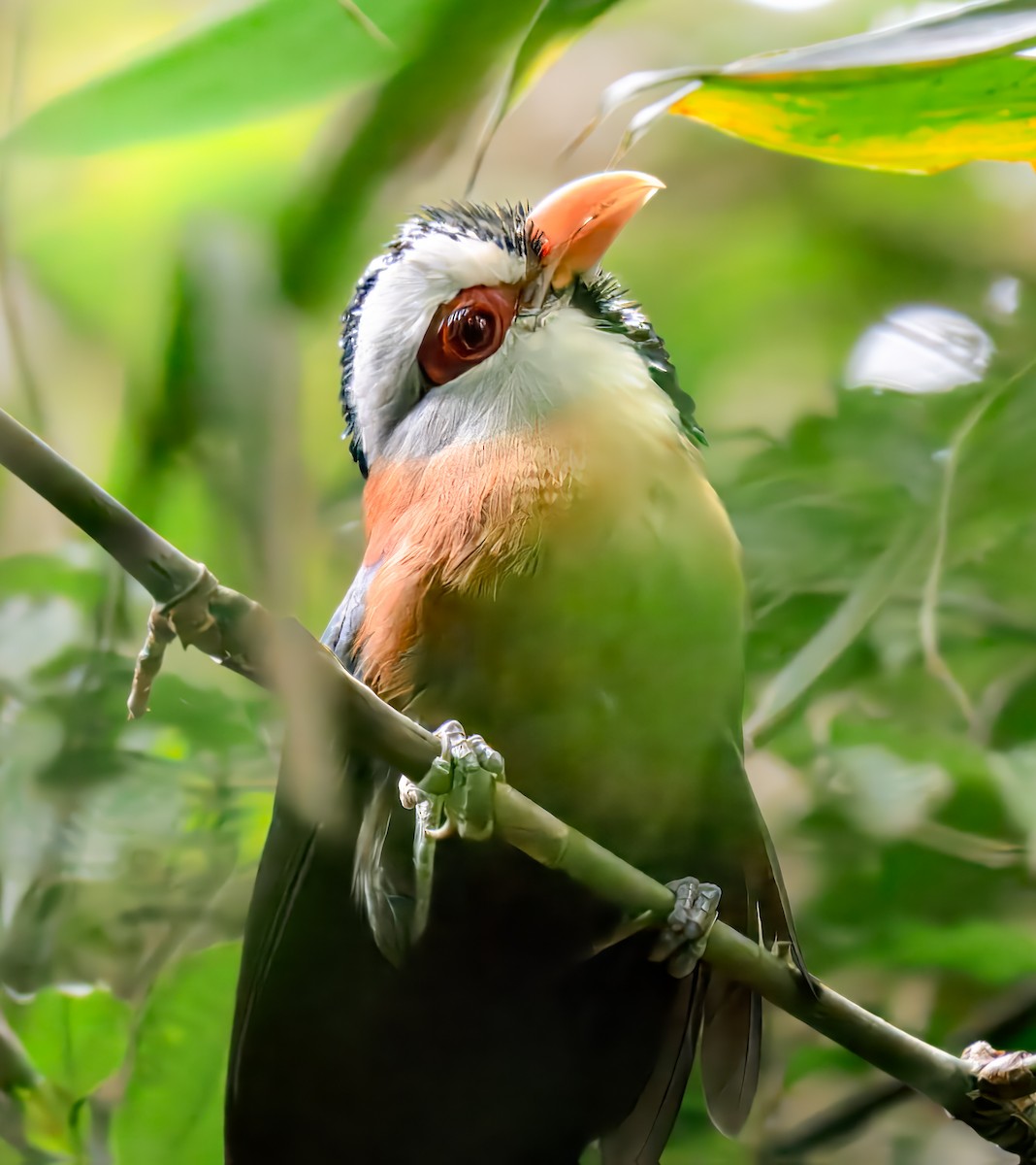 Scale-feathered Malkoha - ML624858183