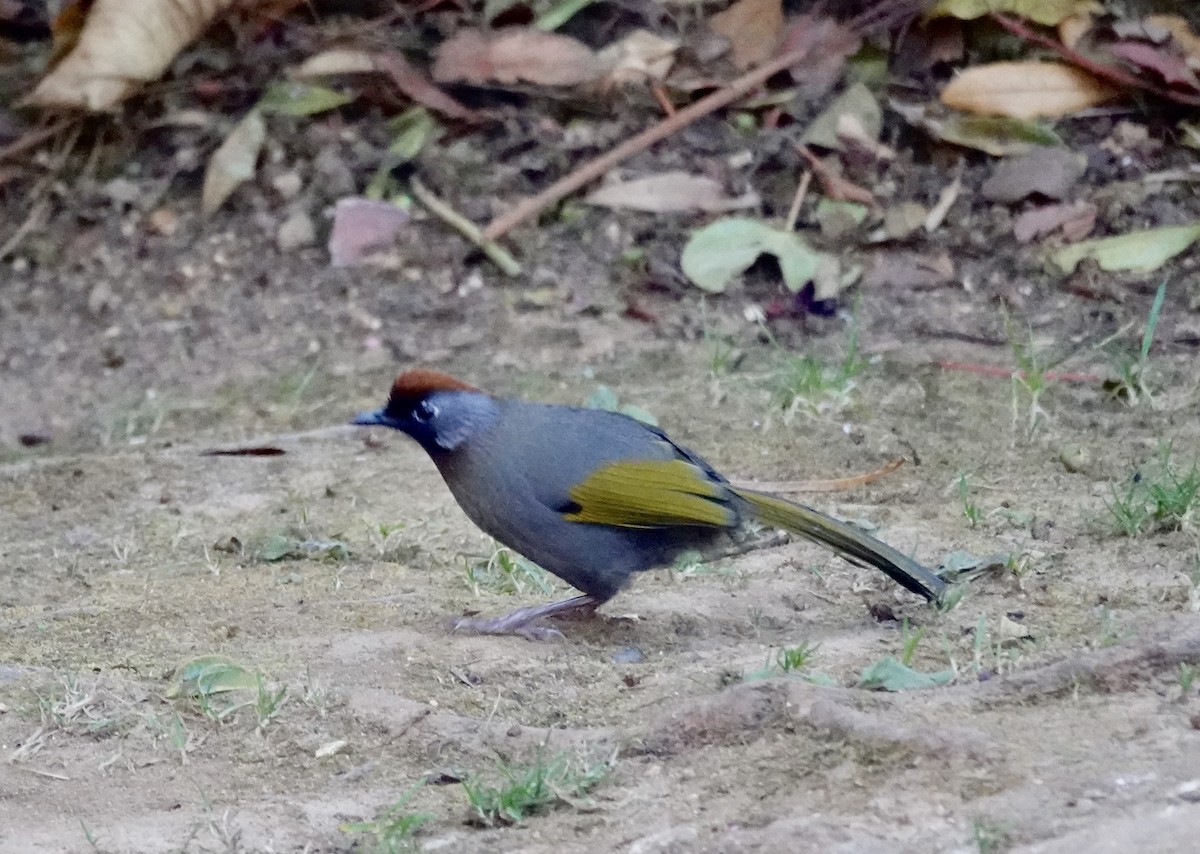 Silver-eared Laughingthrush - Susan Hartley