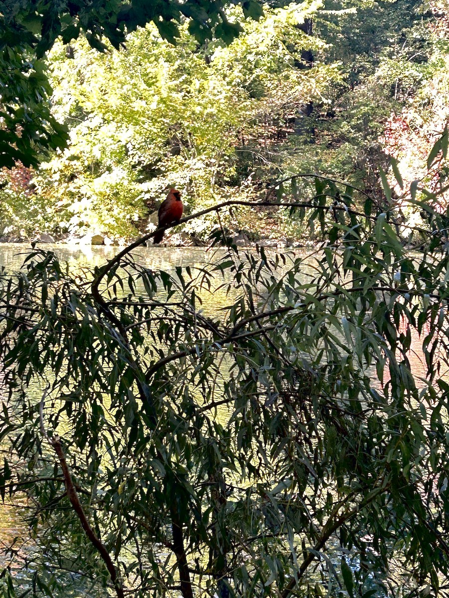 Northern Cardinal - ML624858413