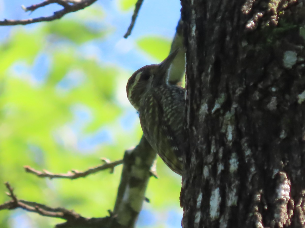 White-spotted Woodpecker - ML624858421