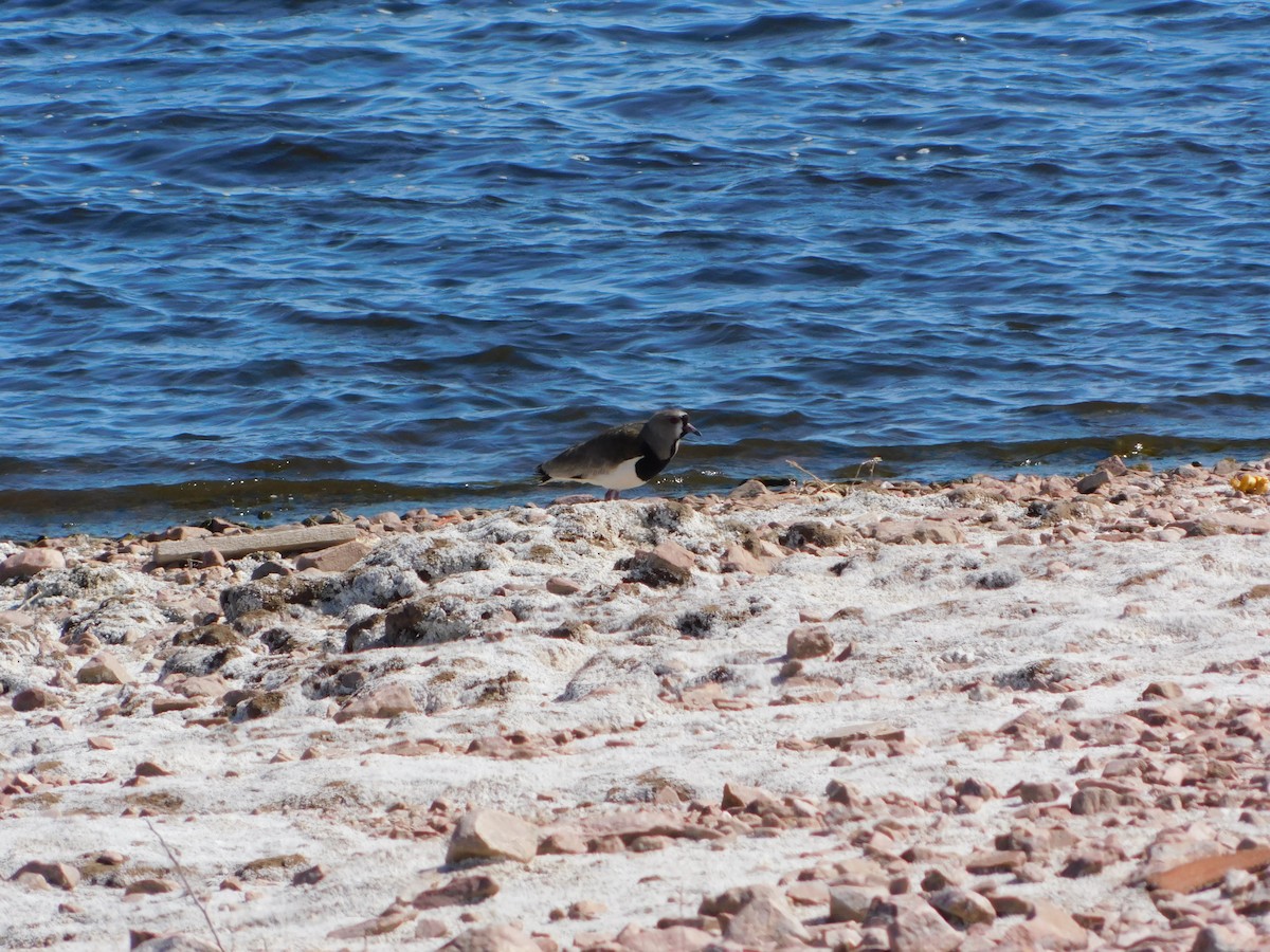 Southern Lapwing - ML624858453