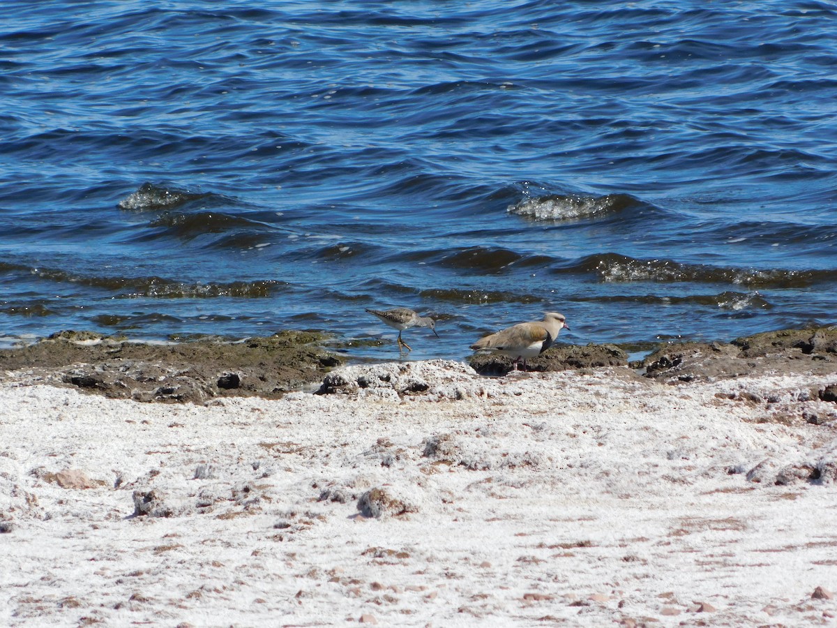 Lesser Yellowlegs - ML624858479