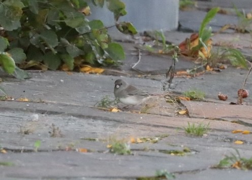 vinterjunko (hyemalis/carolinensis) - ML624858493
