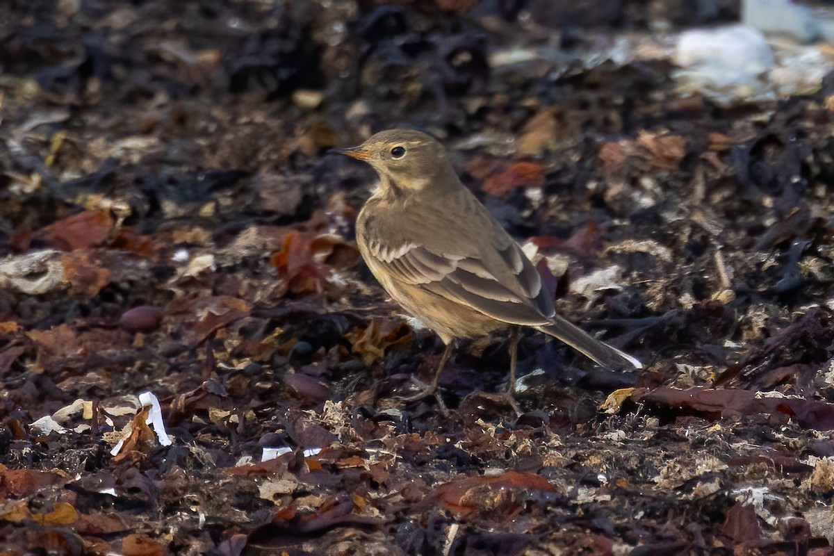 American Pipit - ML624858496