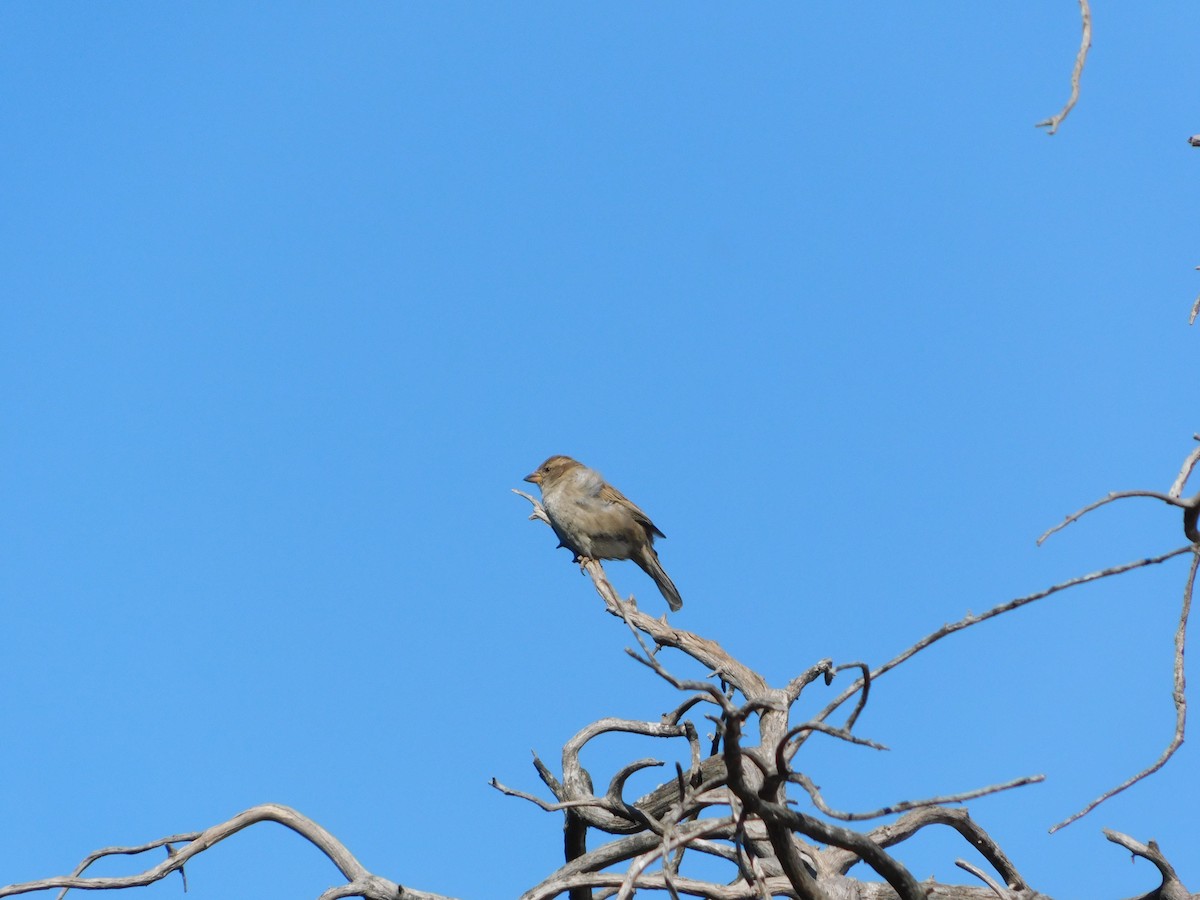 House Sparrow - ML624858686