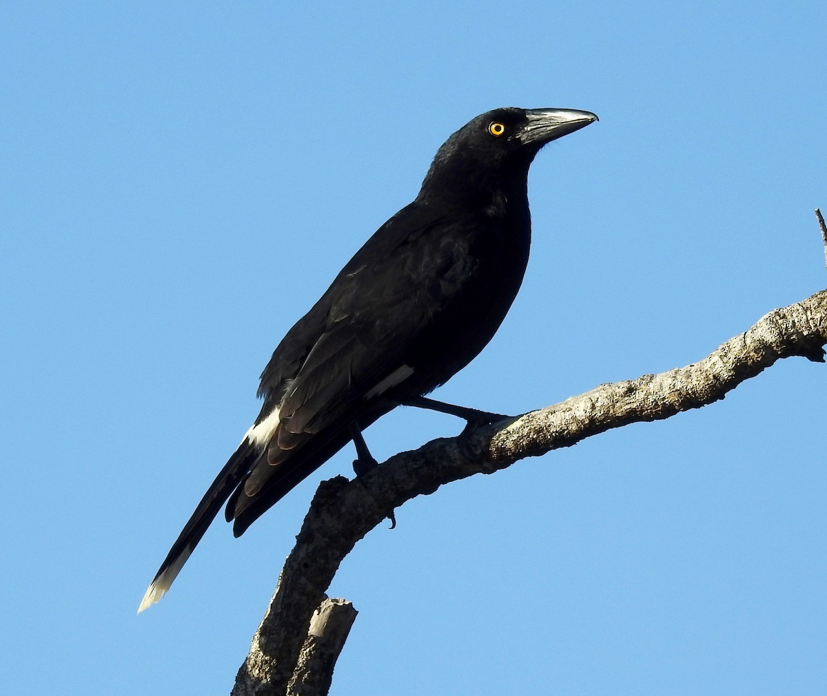 Pied Currawong - ML62485871