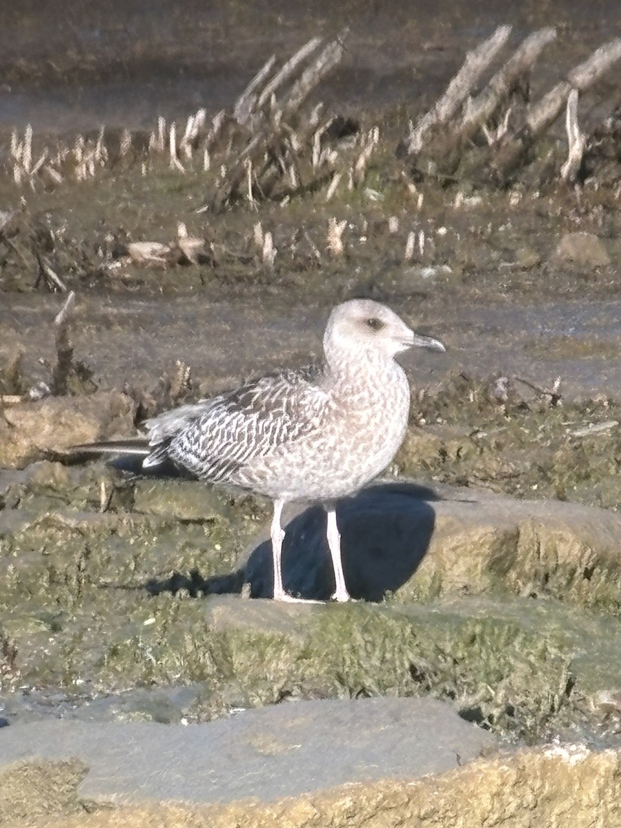 Lesser Black-backed Gull - ML624858725