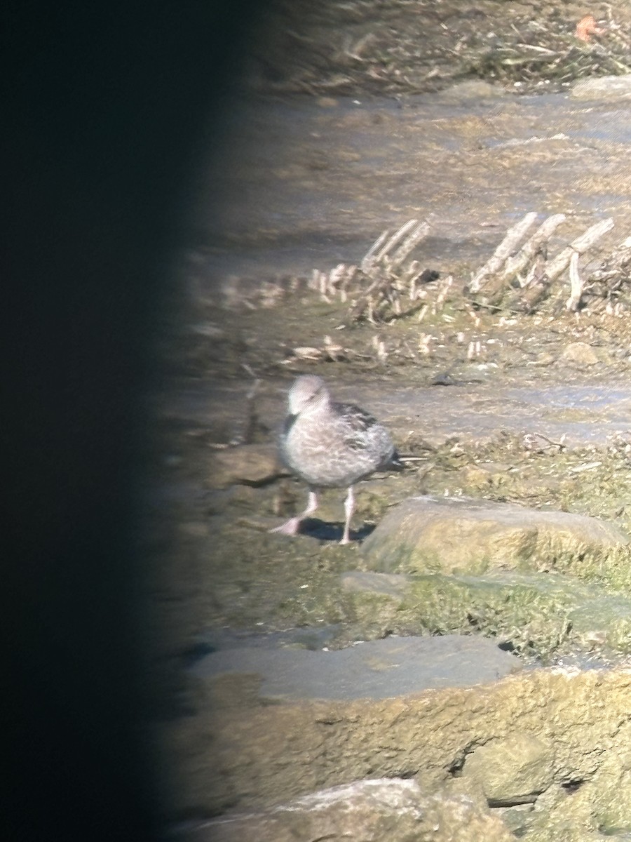 Lesser Black-backed Gull - ML624858726