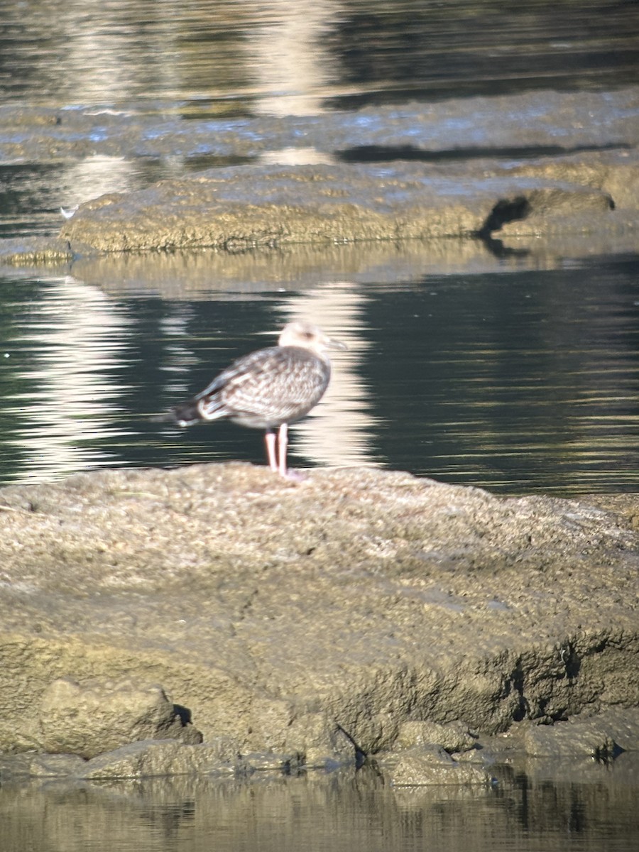 Lesser Black-backed Gull - ML624858727