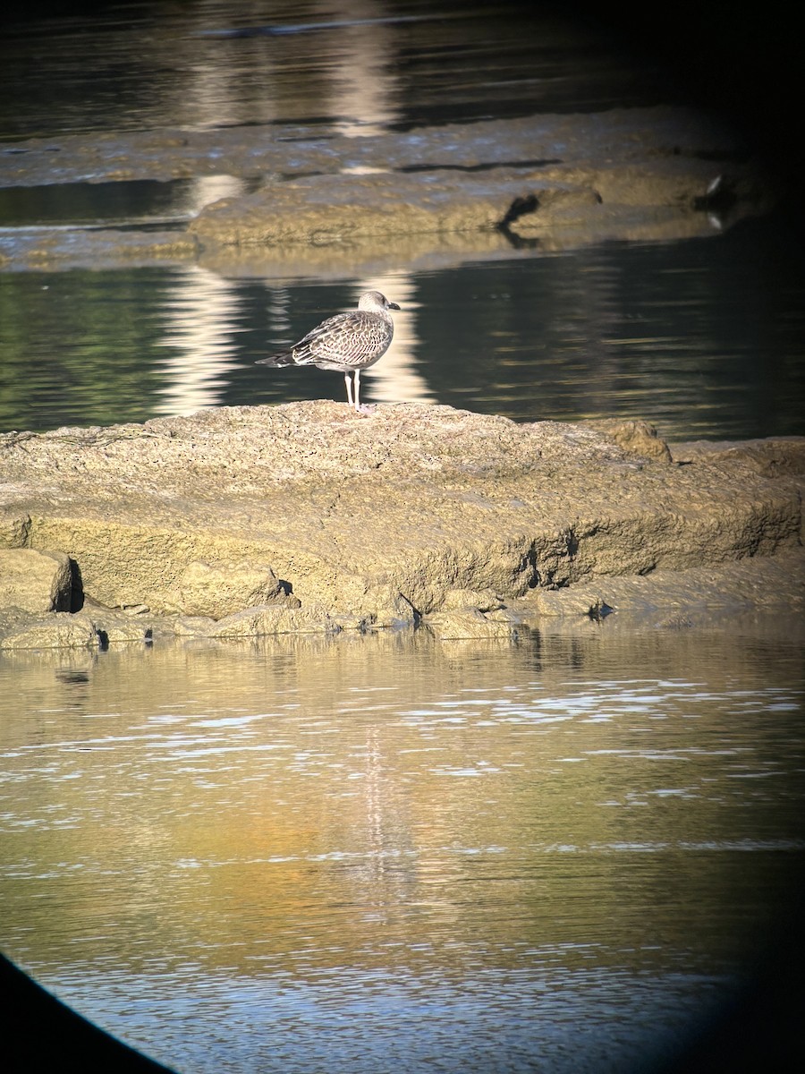 Lesser Black-backed Gull - ML624858728