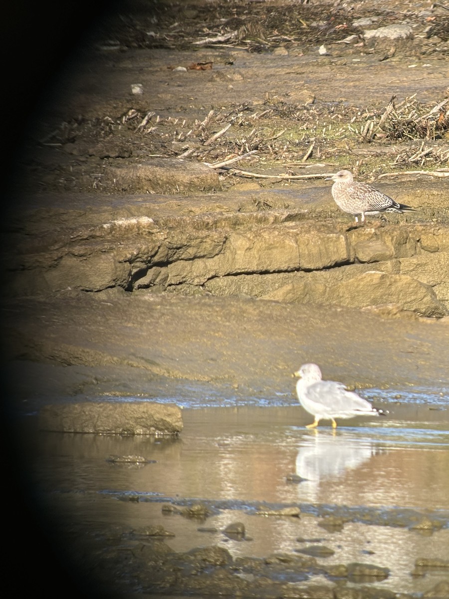 Lesser Black-backed Gull - ML624858835