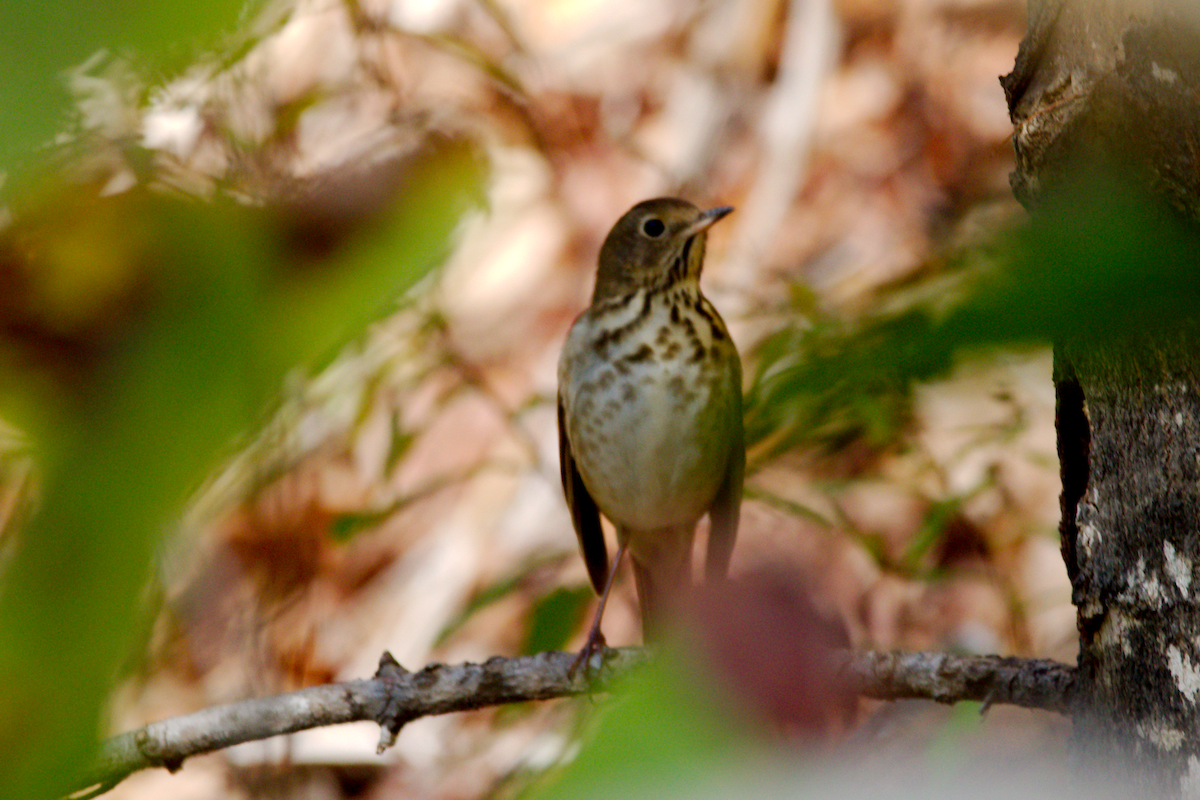 Hermit Thrush - ML624858843