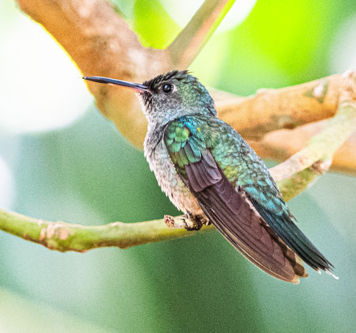 Colibri de Cuvier - ML624858899