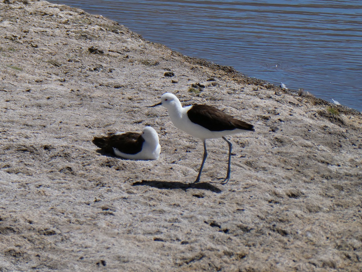 Andean Avocet - ML624859096