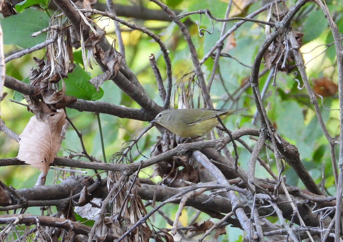 Orange-crowned Warbler - ML624859197