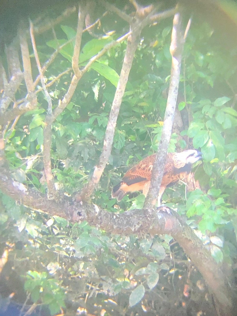 Black-collared Hawk - Pablo Alejandro