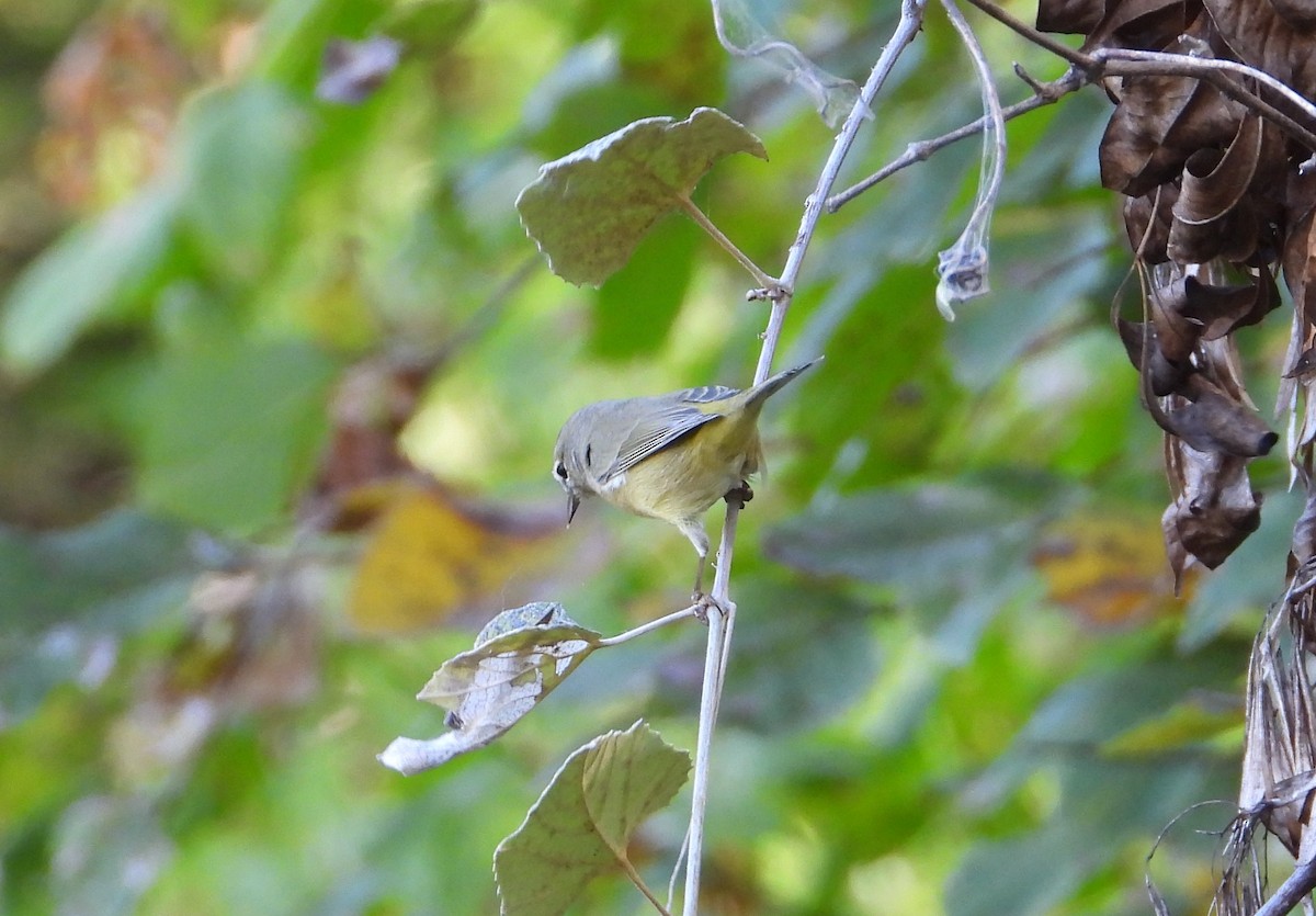 Orange-crowned Warbler - ML624859210