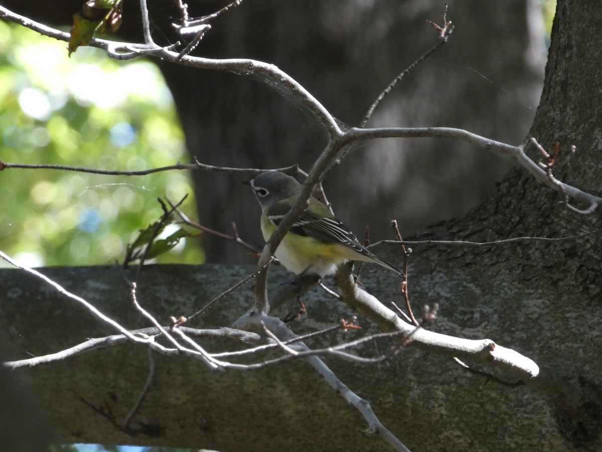 Blue-headed Vireo - ML624859220