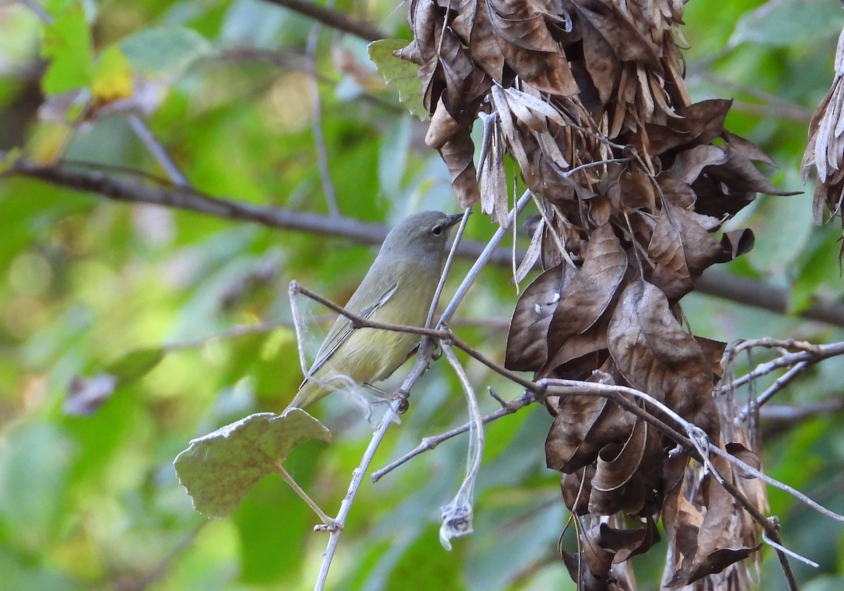 Orange-crowned Warbler - ML624859221