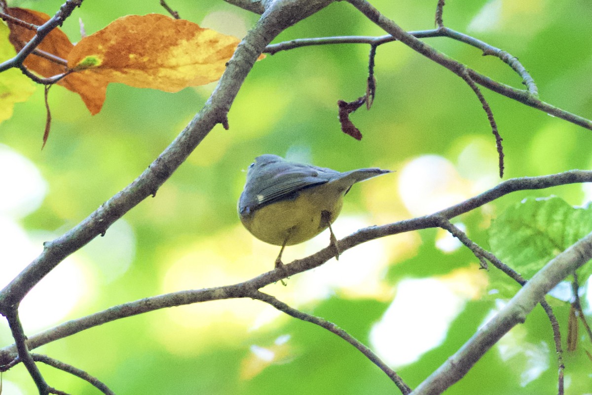 Black-throated Blue Warbler - Brad Smith