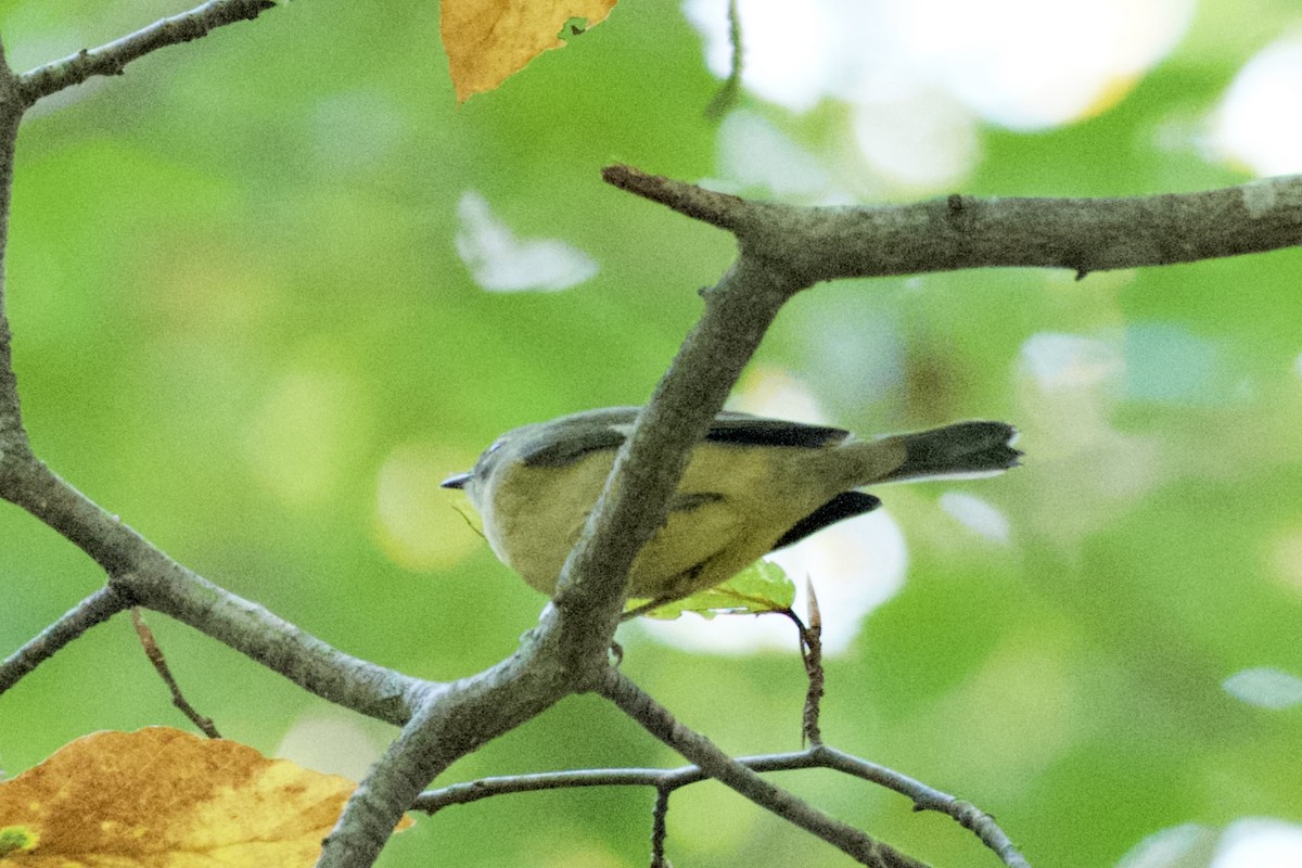 Black-throated Blue Warbler - ML624859342