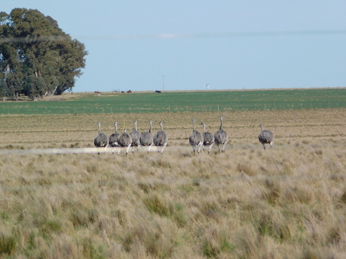 Greater Rhea - ML624859359
