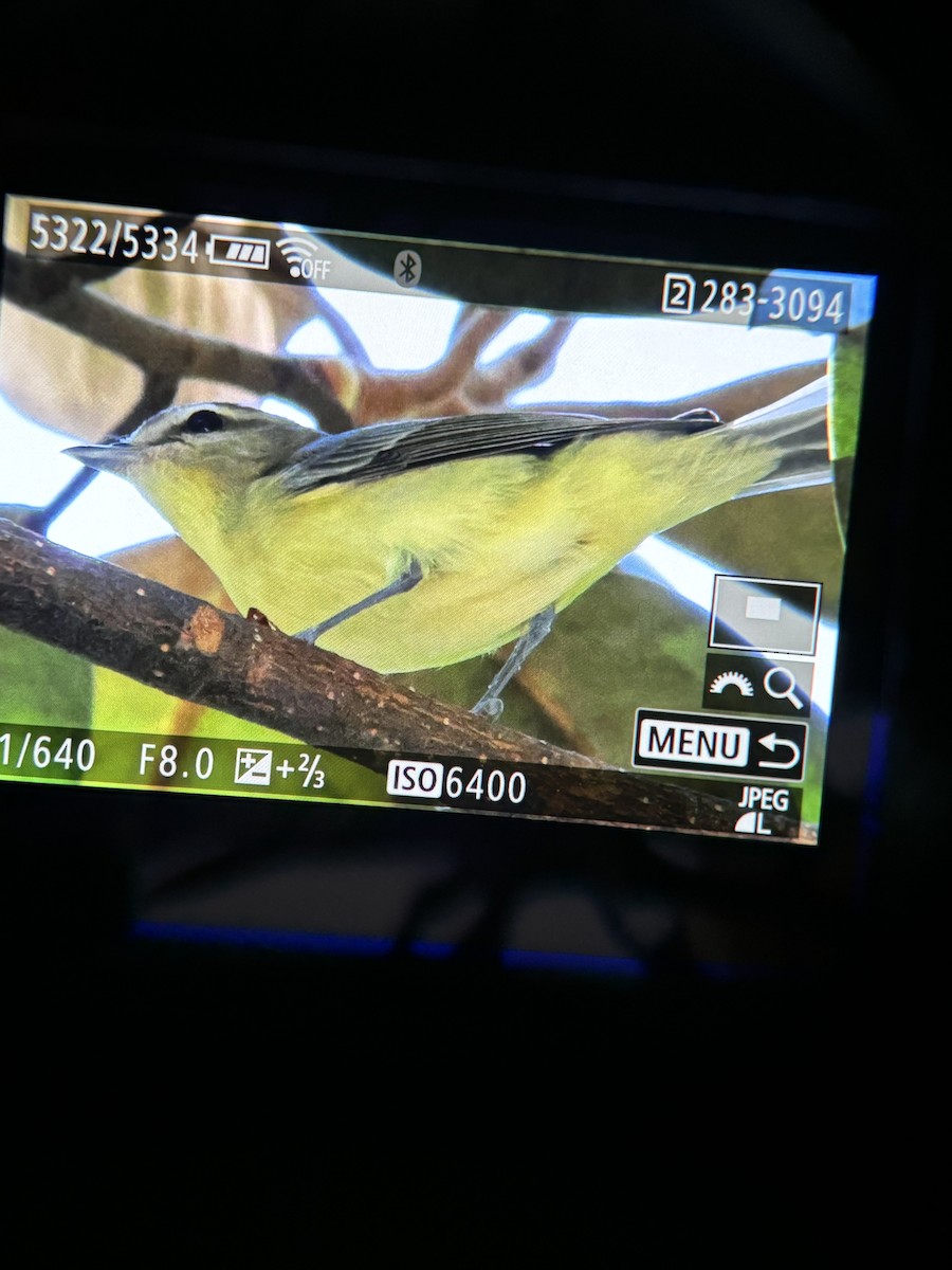 Philadelphia Vireo - ML624859398