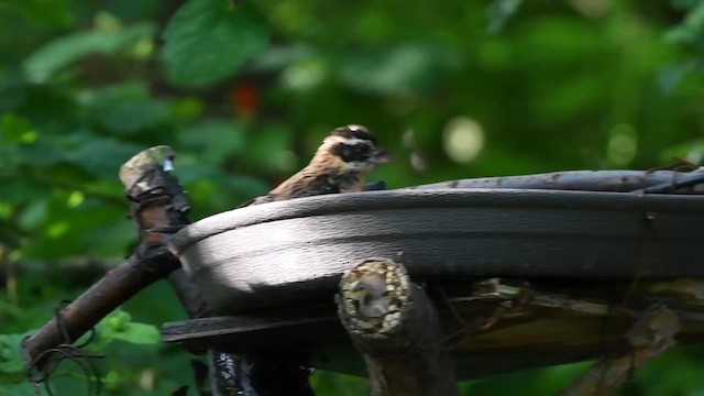 Rose-breasted Grosbeak - ML624859429