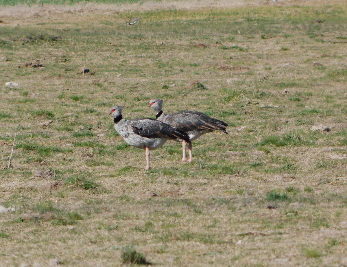 Southern Screamer - ML624859494