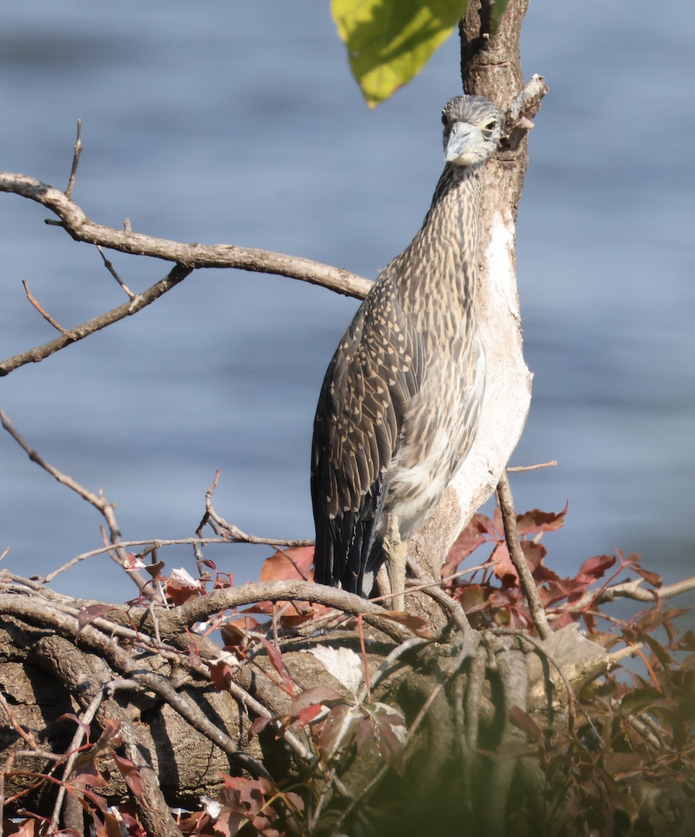 Yellow-crowned Night Heron - ML624859645