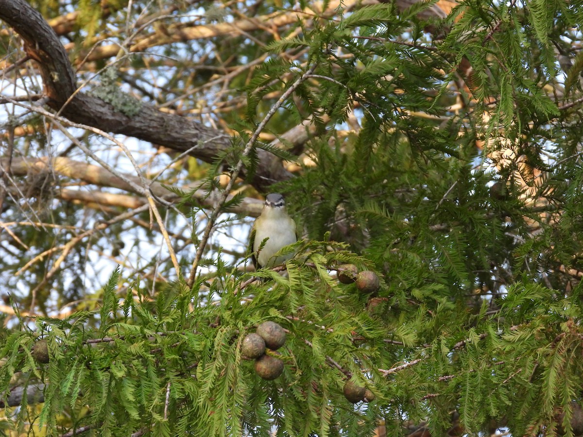 Red-eyed Vireo - ML624859652