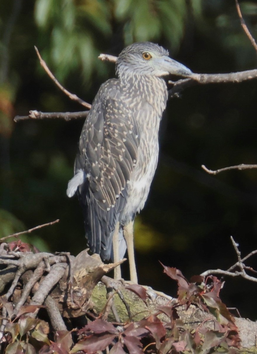 Yellow-crowned Night Heron - ML624859678