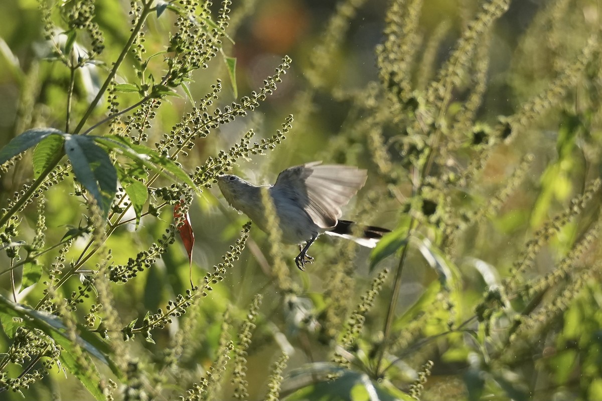 Blue-gray Gnatcatcher - ML624859725